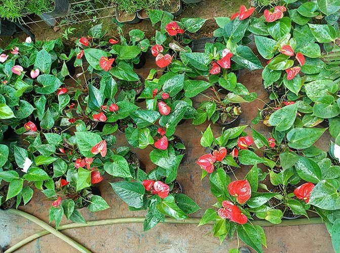 Anthurium Plants for Sale